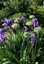 Iris Zierlauch.webp