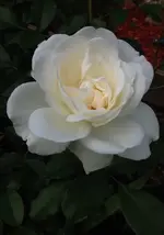 weisse Rose.webp