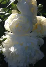 Pfingsrose weiss.webp