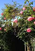 Rosenbogen.webp