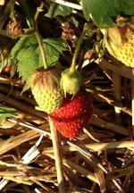 Erdbeeren1.webp