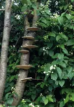 Gartenstimmung Elfenleiter.webp