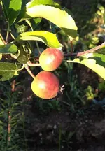 Säulenapfel.webp