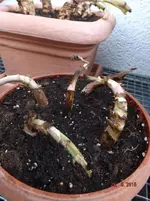 DSCF6250l.webp