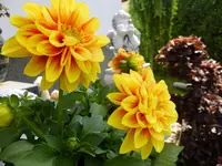 DSCF9036.webp