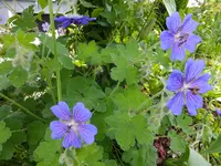 DSCF9081.webp