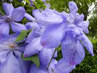 DSCF9094.webp