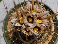 DSCF9141.webp