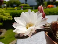 DSCF9137.webp
