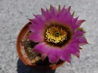 DSCF9135.webp