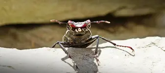 Hirschkäfer Weibchen (1).webp