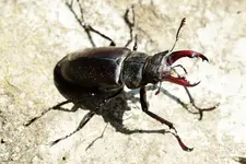 Hirschkäfer Weibchen (4).webp