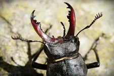 Hirschkäfer Weibchen (5).webp