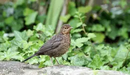 Junge Amsel (1).webp
