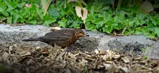 Junge Amsel (3).webp