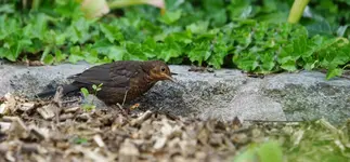 Junge Amsel (4).webp
