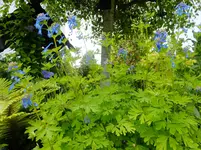 DSCF9115.webp