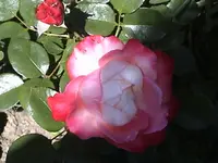 DSC00035.webp