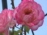 DSC00002.webp