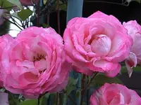 DSC00h041.webp