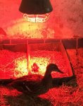 T_Stockenten Wildenten_E-Bombin Kücken_im Stall_Lampe__27.05.2015_mr.ditschy.jpg