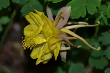 Akelei_3326.webp