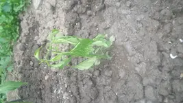 20150528_171433.webp