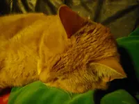 IMGP2286.webp