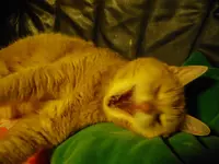 IMGP2289.webp