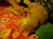 IMGP2290.webp