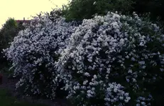 klkwtzn (1).webp