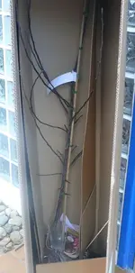 k-Apfelbaum RedLove.webp