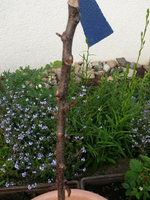 k-P1090342.webp