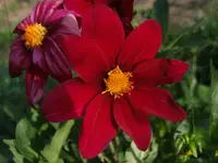 DSCF3847.webp