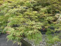 DSC05060.webp