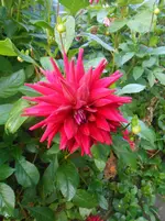 DSCN1900.webp