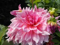 DSCN1849.webp