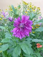 P1020506.webp
