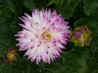 P1020500.webp
