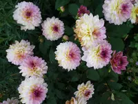 P1020487.webp