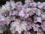 amethyst mist_1024x768.JPG