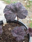 amethyst_576x768.JPG