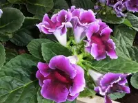 Bilda001.webp