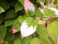 Bilda049.webp