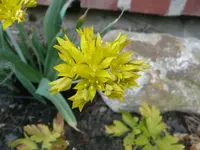 Goldlauch Makro.webp