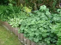 Hosta und Frauenmantel.webp