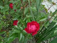 Rose Morsdag.webp
