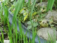 Suchbild mit Frosch.webp