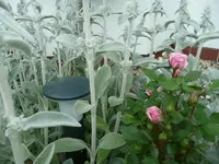 Suchbild mit Lampe.webp