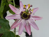 DSCF9087.webp
